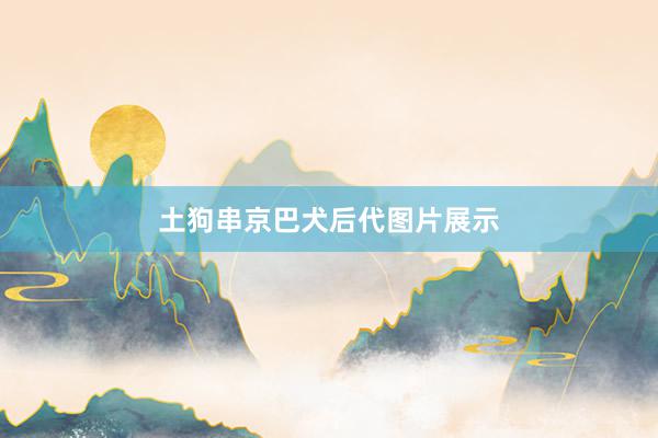 土狗串京巴犬后代图片展示